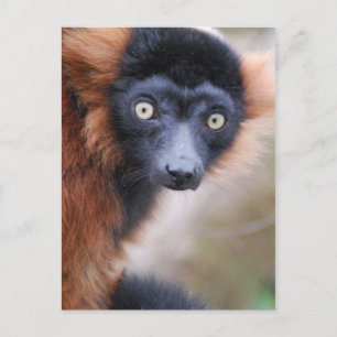 Red Ruffed Lemur-vykort Vykort