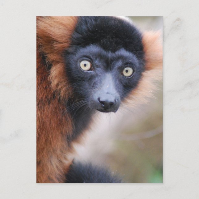 Red Ruffed Lemur-vykort Vykort (Framsida)