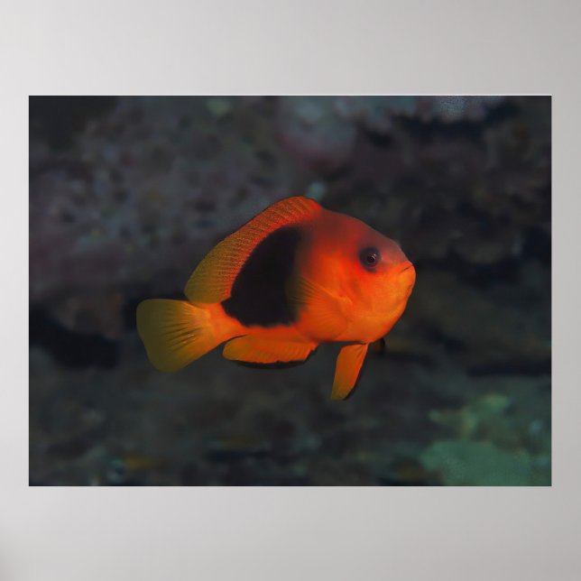 Red Saddleback Anenomefish Poster (Framsidan)