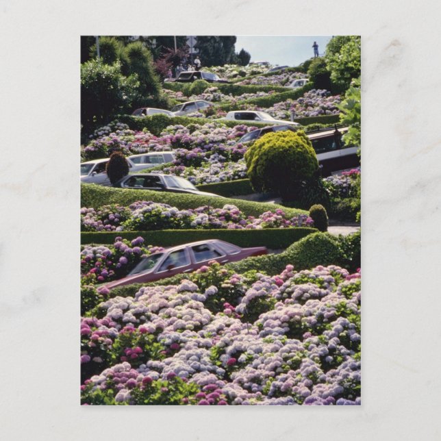 Red San Francisco, blommor från Kalifornien Vykort (Framsida)