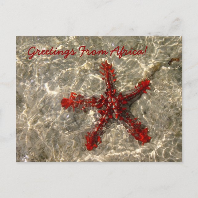 Red Sea Star - vykort (Framsida)