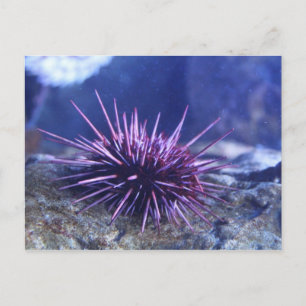 Red Sea Urchin Vykort