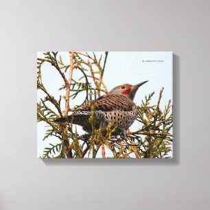 Red-Shafted Northern Flicker i Träd Canvastryck