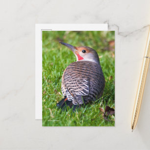 Red-Shafted Northern Flicker Woodpecker på Gräsmat Vykort