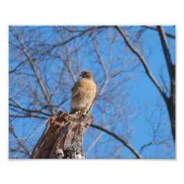 Red Shoulder Hawk Fototryck