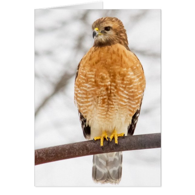 Red-ShoulderHawk Hälsningskort (Framsidan)