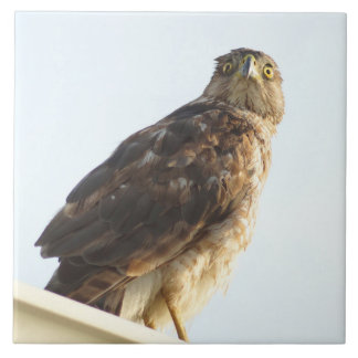 Red-Shoulderhawk Tile Kakelplatta