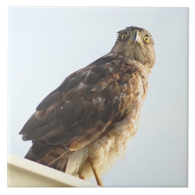 Red-Shoulderhawk Tile Kakelplatta (Framsidan)