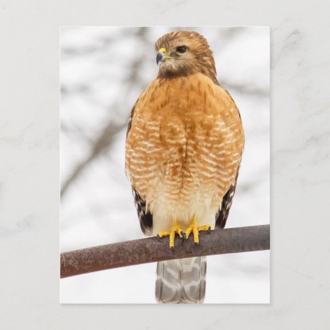 Red-ShoulderHawk Vykort (Framsida)