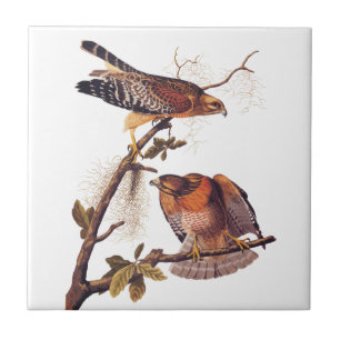 Red Shouled Hawk Audubon Bird of Ber Kakelplatta