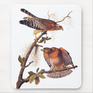 Red Shouled Hawk Audubon Bird of Ber Musmatta