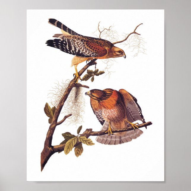Red Shouled Hawk Audubon Bird of Ber Poster (Framsidan)