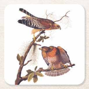 Red Shouled Hawk Audubon Bird of Ber Underlägg Papper Kvadrat