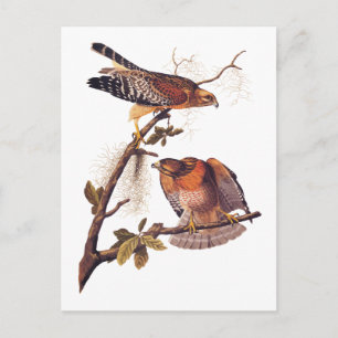 Red Shouled Hawk Audubon Bird of Ber Vykort