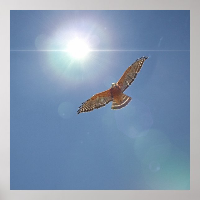Red Shouled Hawk Bright Sol Photographic Art Poster (Framsidan)