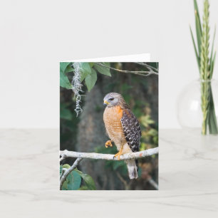 Red Shouled Hawk Card Kort