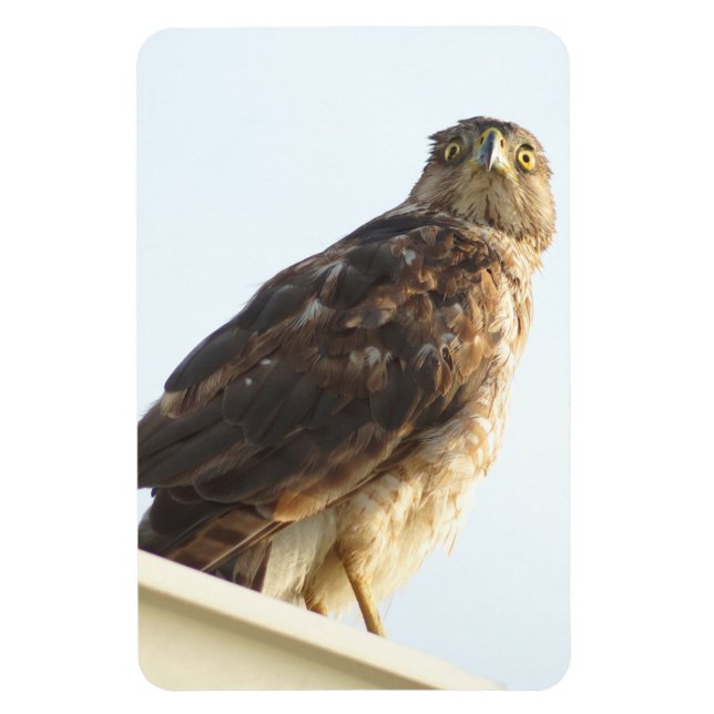 Red Shouled Hawk Flexible Magnet (Vertikal)