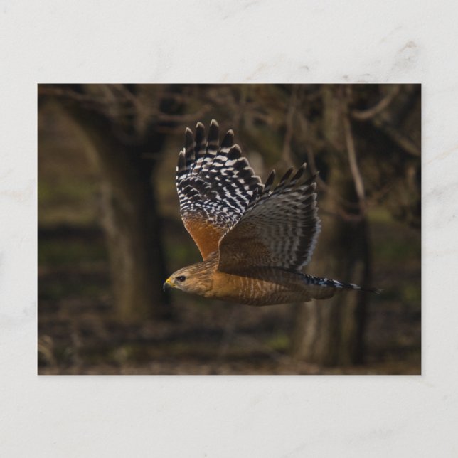 Red Shouled Hawk Flies Vykort (Framsida)