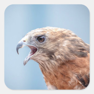 Red Shouled Hawk Fyrkantigt Klistermärke
