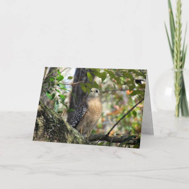 Red Shouled Hawk Greeting Card Kort (Framsida)