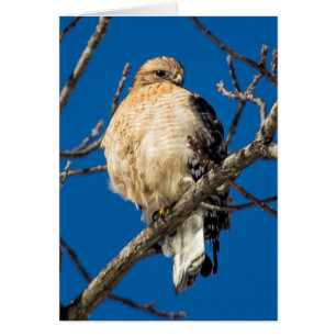 Red Shouled Hawk Hälsningskort
