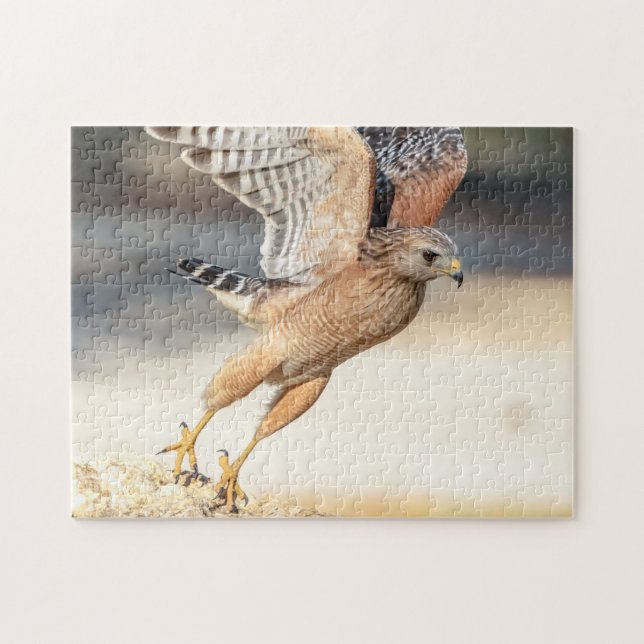 Red Shouled Hawk i Florida Pussel (Horisontell)