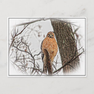 Red Shouled Hawk i träd Vykort