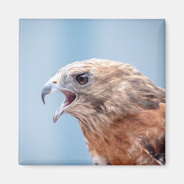 Red Shouled Hawk Magnet (Framsidan)