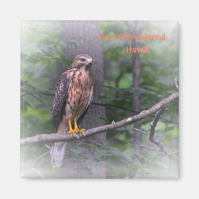 Red Shouled Hawk Magnet (Framsidan)