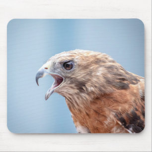 Red Shouled Hawk Musmatta
