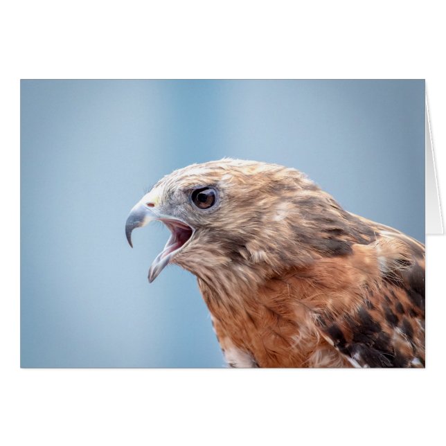 Red Shouled Hawk på sten Hälsningskort (Framsidan Horizontal)