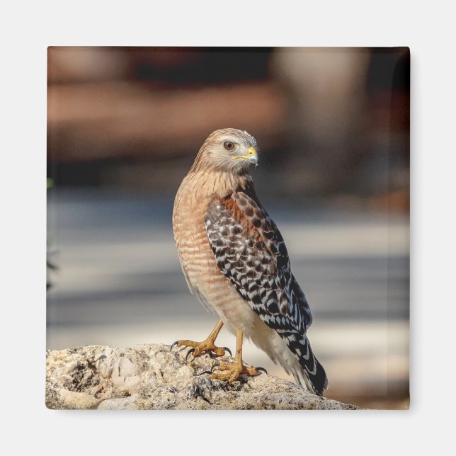 Red Shouled Hawk på sten Magnet (Framsidan)