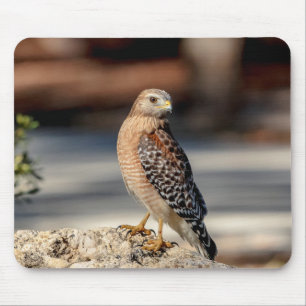 Red Shouled Hawk på sten Musmatta