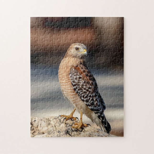 Red Shouled Hawk på sten Pussel (Vertikal)
