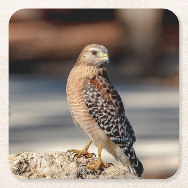 Red Shouled Hawk på sten Underlägg Papper Kvadrat (Framsidan)