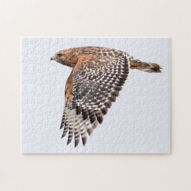 Red Shouled Hawk under flygning Pussel (Horisontell)