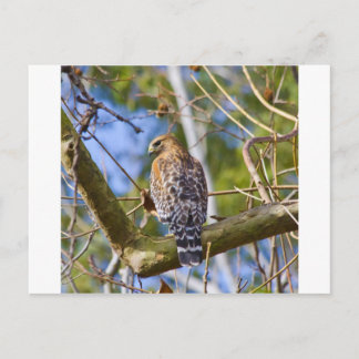 Red Shouled Hawk Vykort