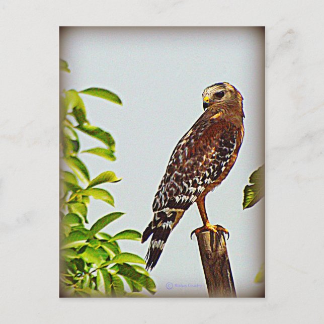 Red Shouled Hawk Vykort (Framsida)