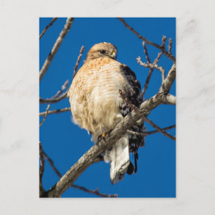 Red Shouled Hawk Vykort