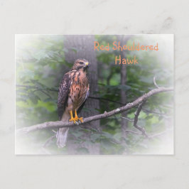 Red Shouled Hawk Vykort
