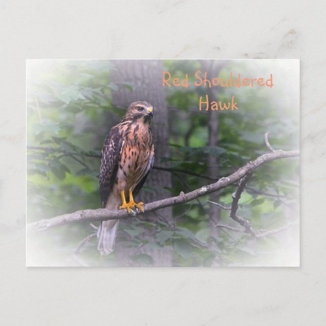 Red Shouled Hawk Vykort (Framsida)