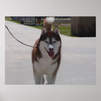 Red Siberian husky Poster