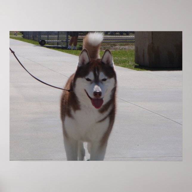Red Siberian husky Poster (Framsidan)