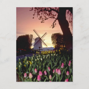 Red Silhouette of kvarn and tulips, Washington Vykort
