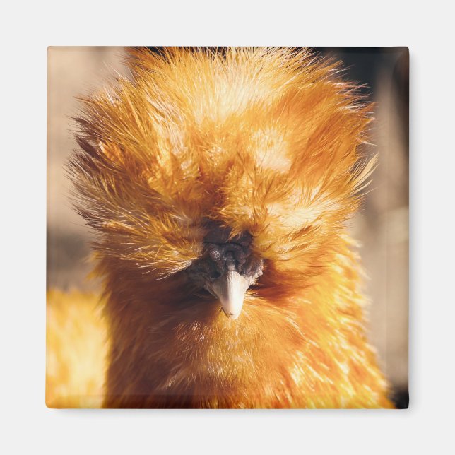 Red Silkie Chicken Hen Magnet (Framsidan)