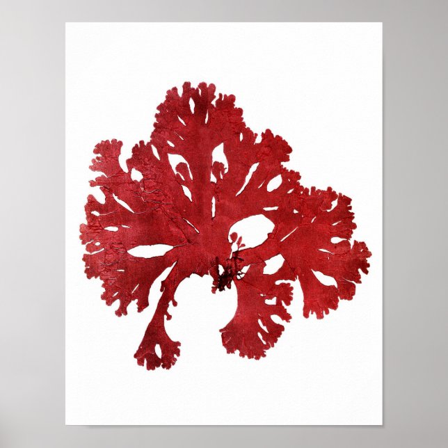 Red Sjögräs Art Print No.9 Beach Decor Poster (Framsidan)