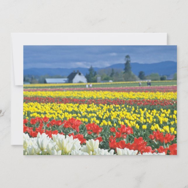 Red Skagit Valley, Mount Rainier, Washington, USA (Framsida)