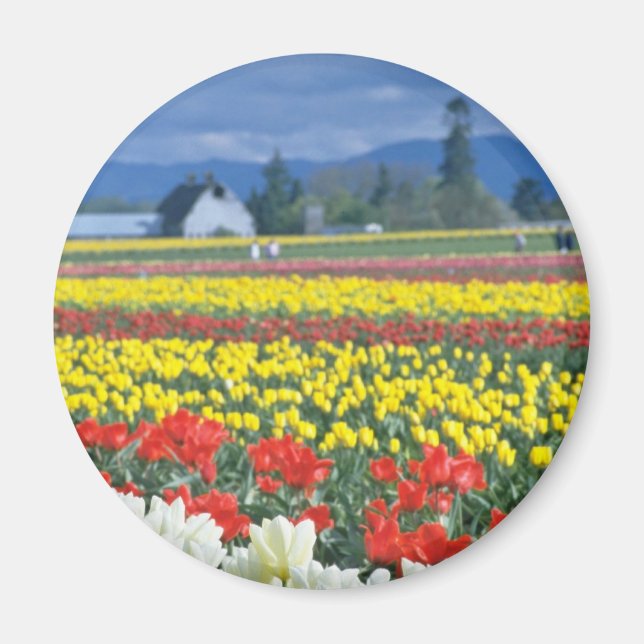 Red Skagit Valley, Mount Rainier, Washington, USA Magnet (Framsidan)