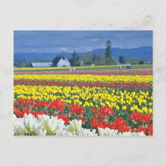 Red Skagit Valley, Mount Rainier, Washington, USA Vykort