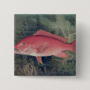 Red Snapper, från "Spame Fishes of the United Sta Knapp